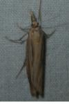 Agriphila latistria