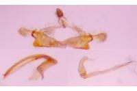 Coleophora settarii