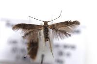 Coleophora serratella