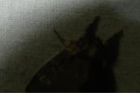 Notodonta dromedarius