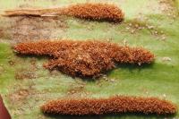Psychoides verhuella