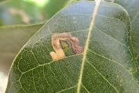 Ectoedemia haraldi/heringella
