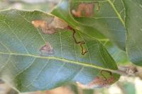 Ectoedemia haraldi/heringella