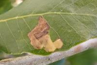 Ectoedemia haraldi/heringella