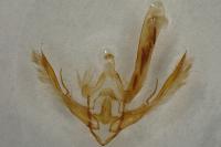 Conistra ligula