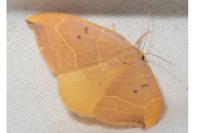 Watsonalla binaria