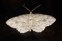 Ectropis crepuscularia