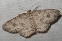 Ectropis crepuscularia