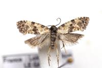 Cochylis molliculana