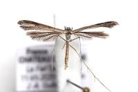 Stenoptilia zophodactyla