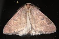 Theria primaria