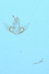 Agonopterix cnicella