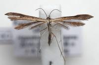 Stenoptilia zophodactyla