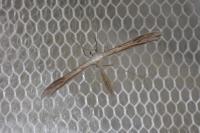 Stenoptilia zophodactyla