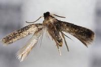 Zimmermannia atrifrontella