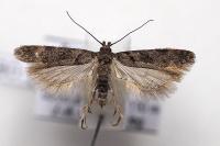 Teleiopsis diffinis