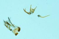Teleiopsis diffinis
