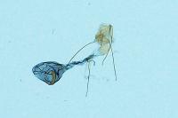 Aplota palpella