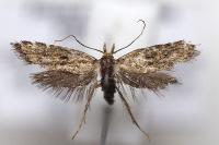 Aplota palpella