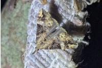 Hypena obsitalis
