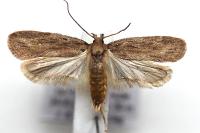 Depressaria daucella