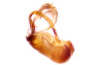 Dichrorampha senectana