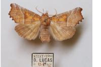 Scoliopteryx libatrix