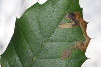 Stigmella suberivora