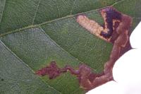 Stigmella suberivora