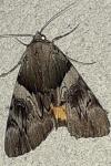Catocala fulminea