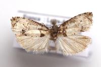 Notocelia roborana
