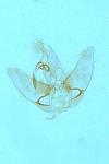 Agonopterix heracliana