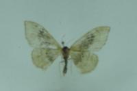 Idaea degeneraria