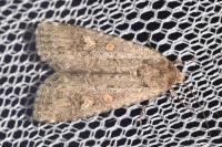 Spodoptera exigua
