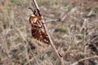 Endromis versicolora