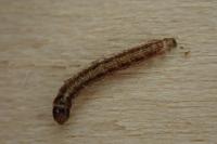 Acrobasis porphyrella