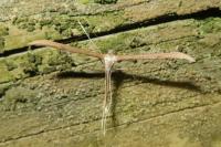 Emmelina monodactyla