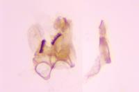 Chrysoesthia atriplicella