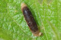 Coleophora