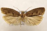 Epinotia sordidana