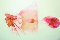 Epinotia sordidana