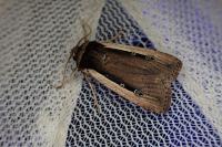 Ochropleura leucogaster