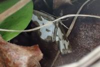 Lomaspilis marginata