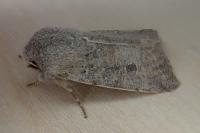 Orthosia incerta