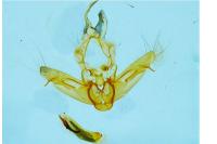 Helotropha leucostigma