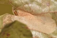 Phyllonorycter joannisi