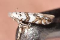 Phyllonorycter joannisi