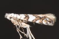Phyllonorycter joannisi