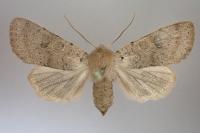 Orthosia cerasi