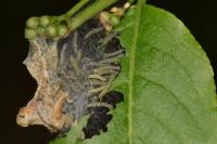 Yponomeuta cagnagella